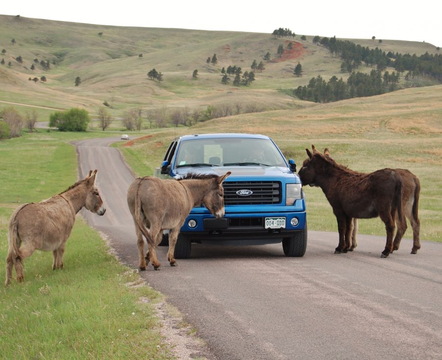 Wildlife Loop At Custer State Park South Dakota Is Where An Array Of