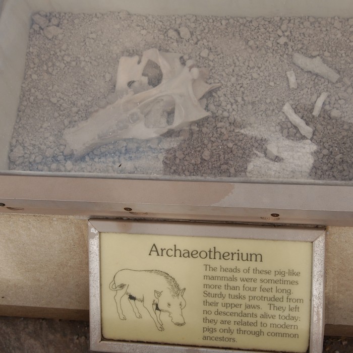 Fossils Badlands National Park SD