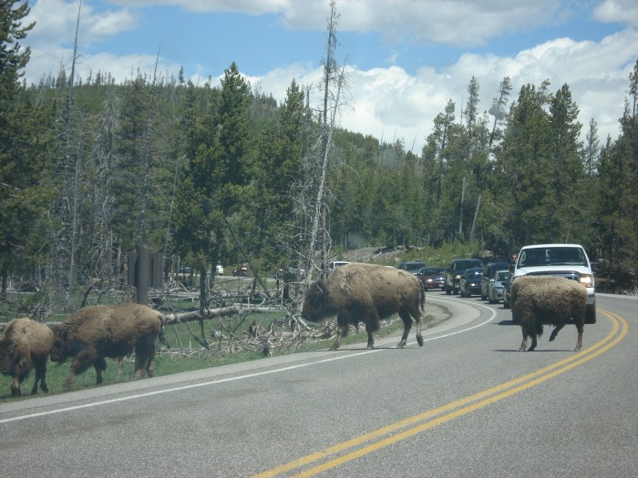 Wildlife in Yellowstone
