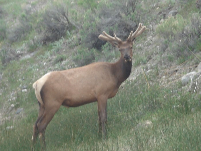 Wildlife in Yellowstone