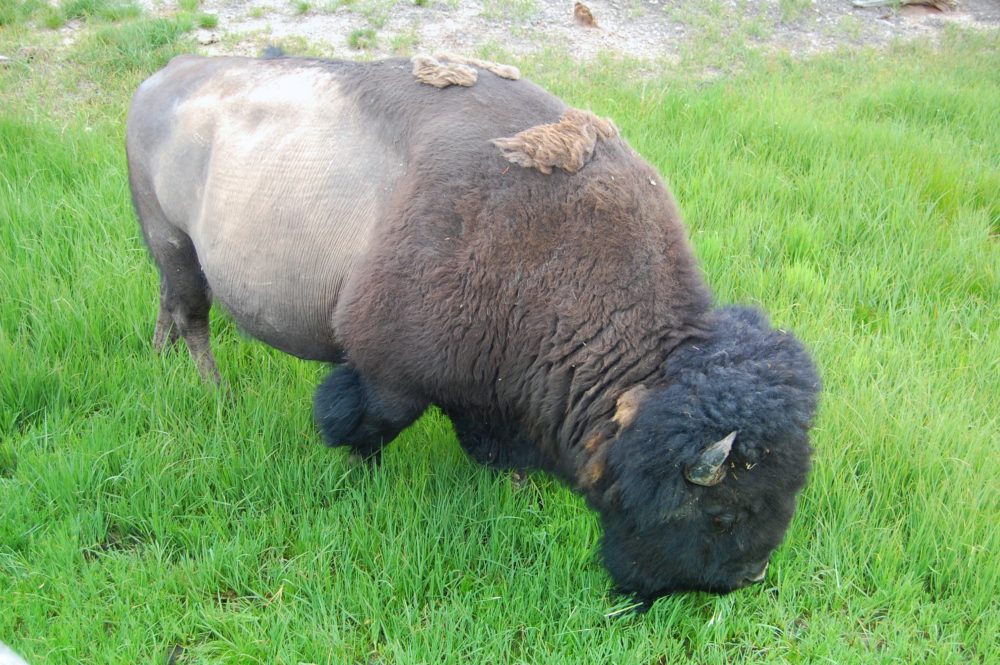 Wildlife in Yellowstone