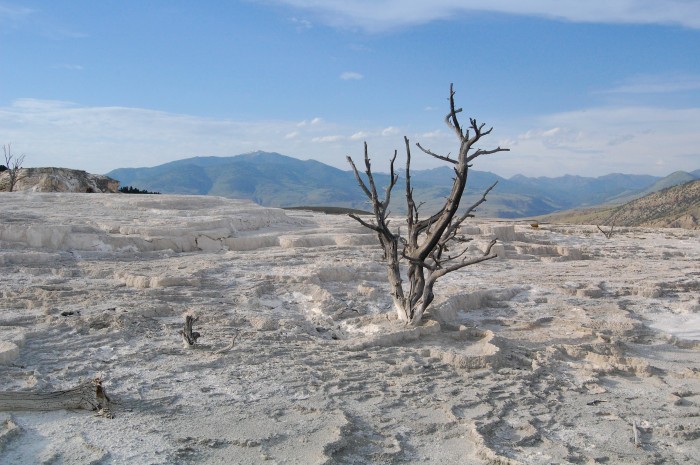 Mammoth Hot Springs