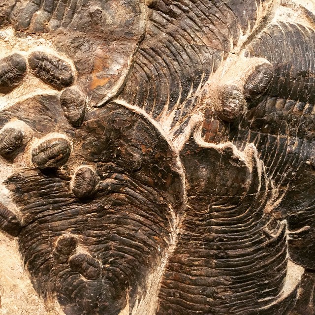fossils 7