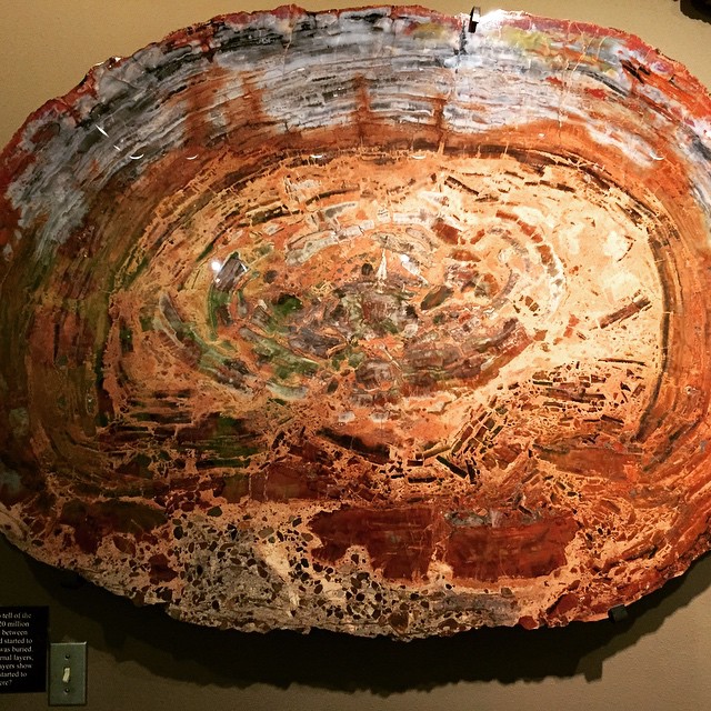 petrified wood 3