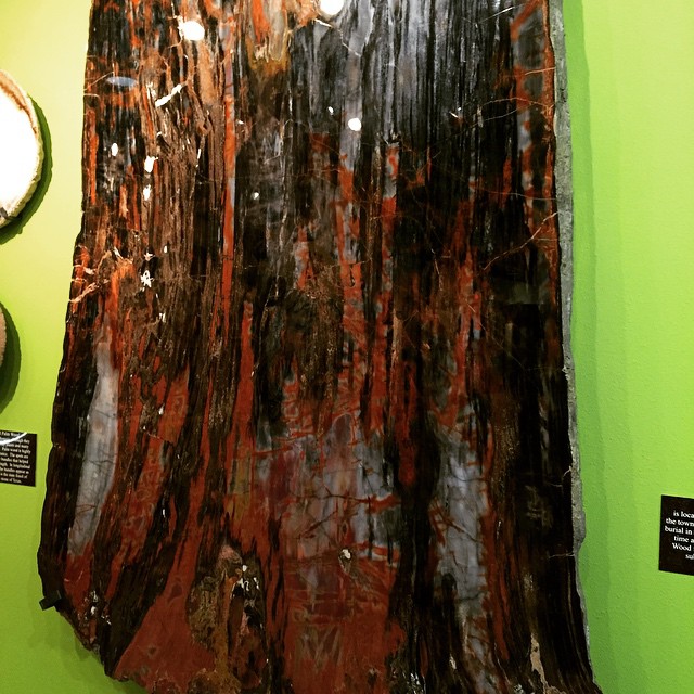 petrified wood 4