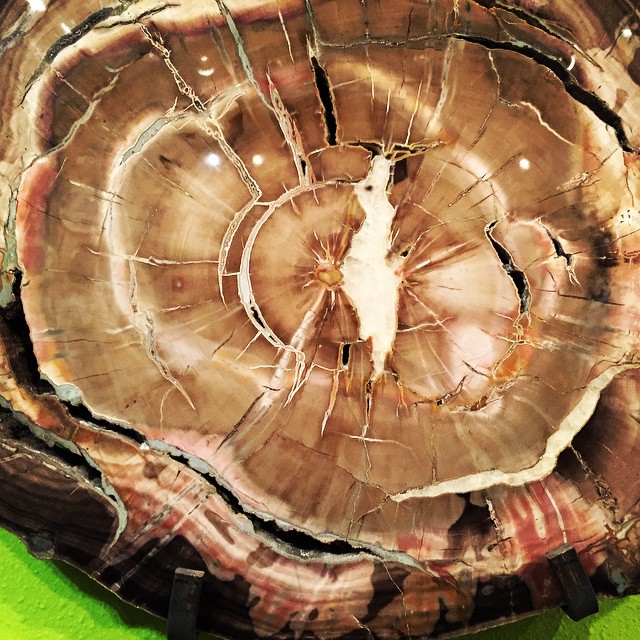 petrified wood 6