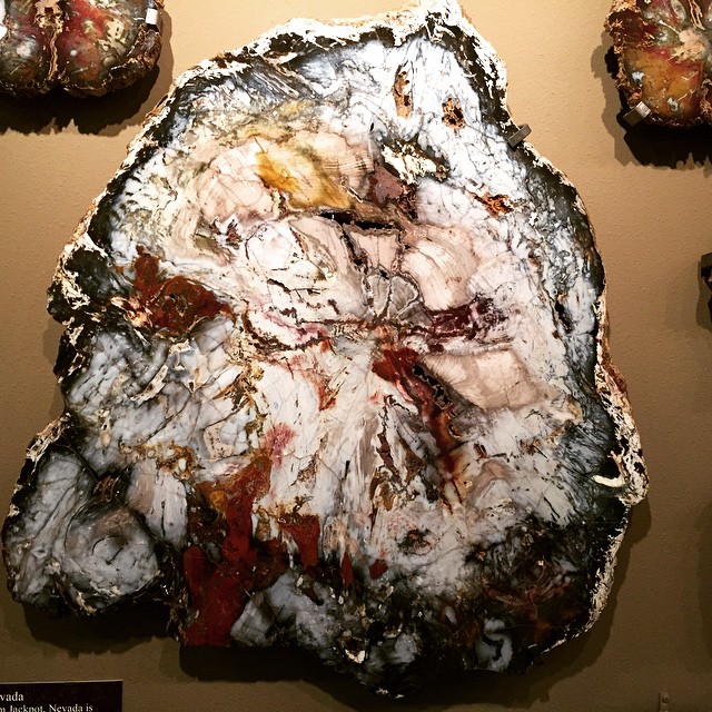 petrified wood 7