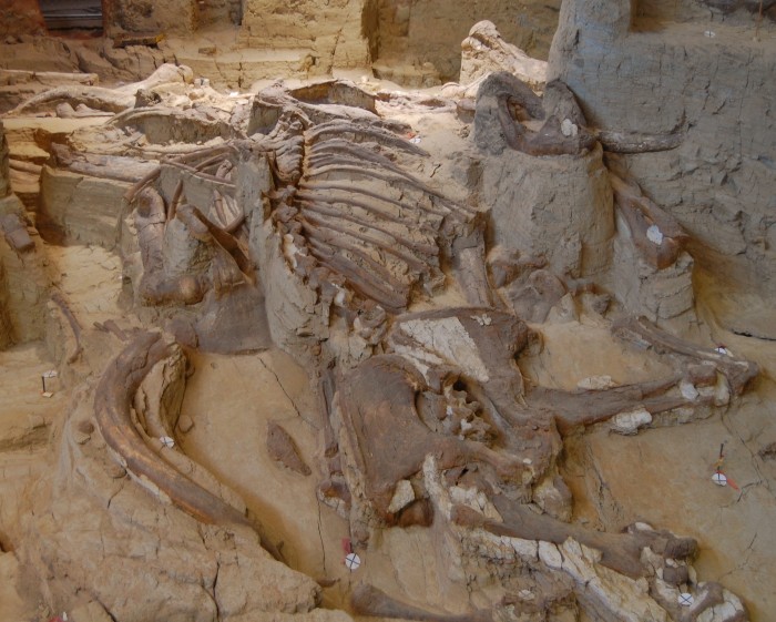 Mammoth Bones