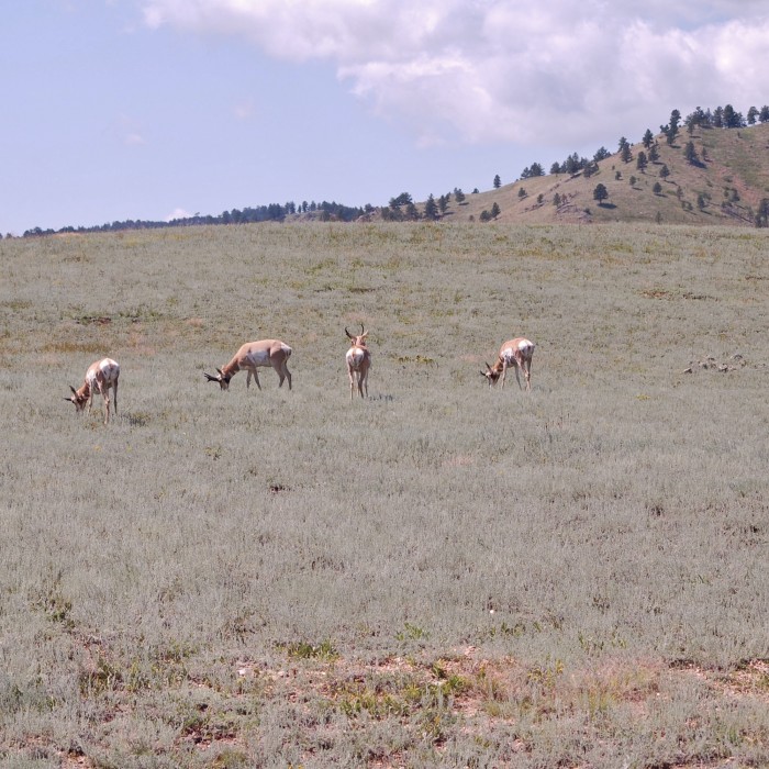Wildlife Loop Custer South Dakota