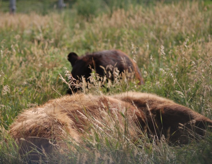 Bear Country USA Wildlife