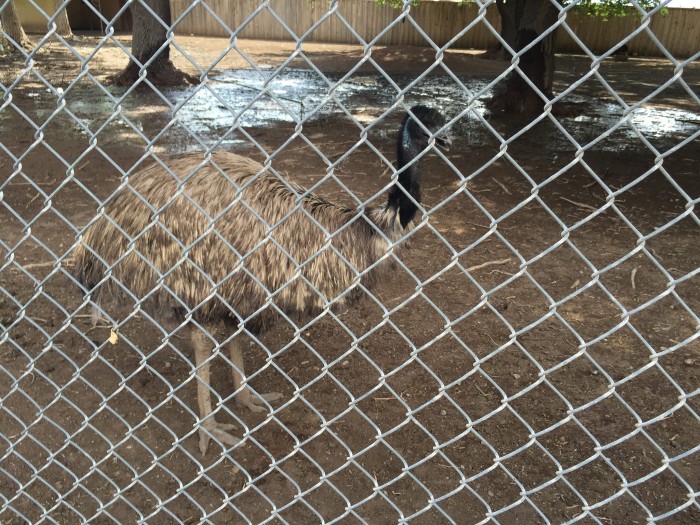 Alameda Park Zoo