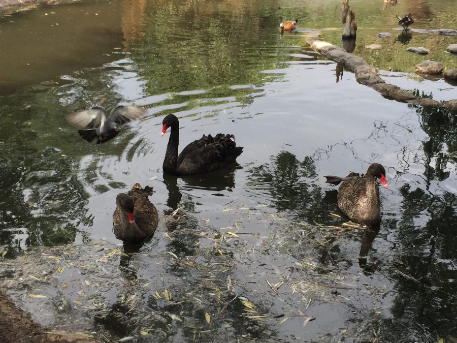 19960244276_87b47f5f4d_k