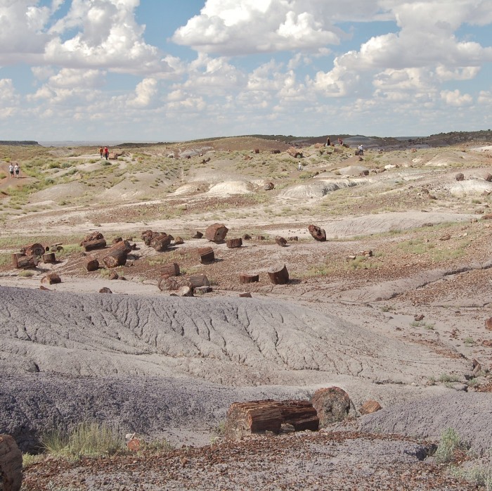Petrified Forest National Park
