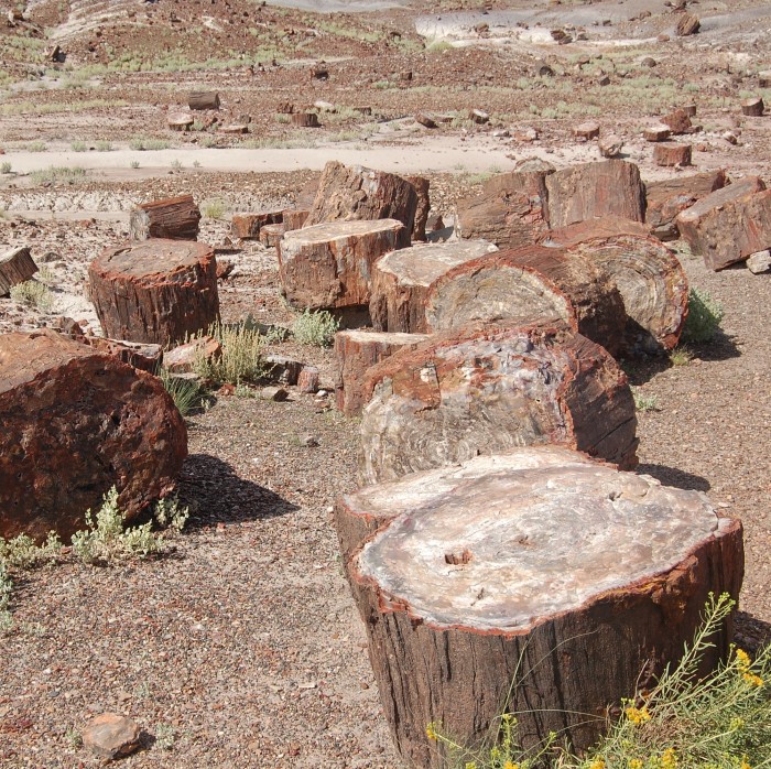 Petrified Forest National Park