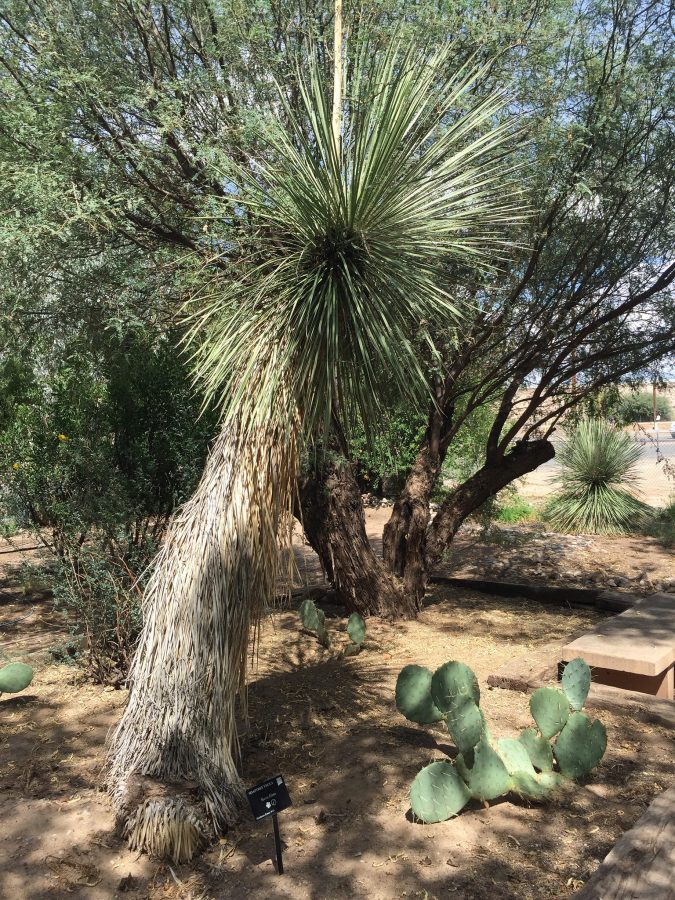 Nmsu Landscape Gardens