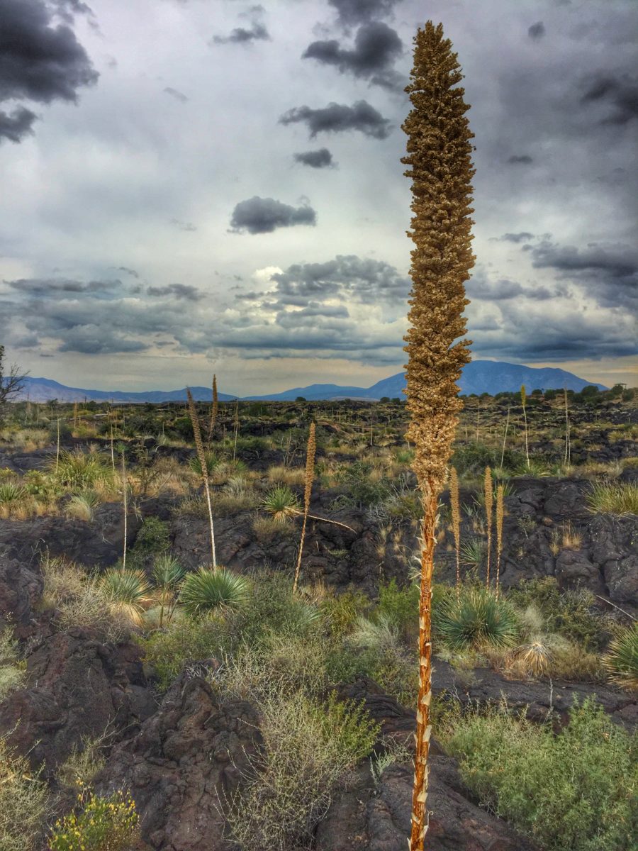 Valley of Fires Recreation Area
