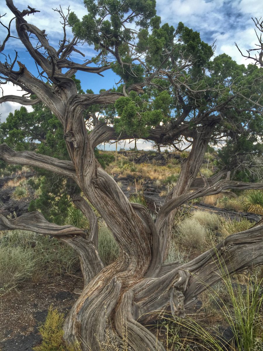 Valley of Fires Recreation Area