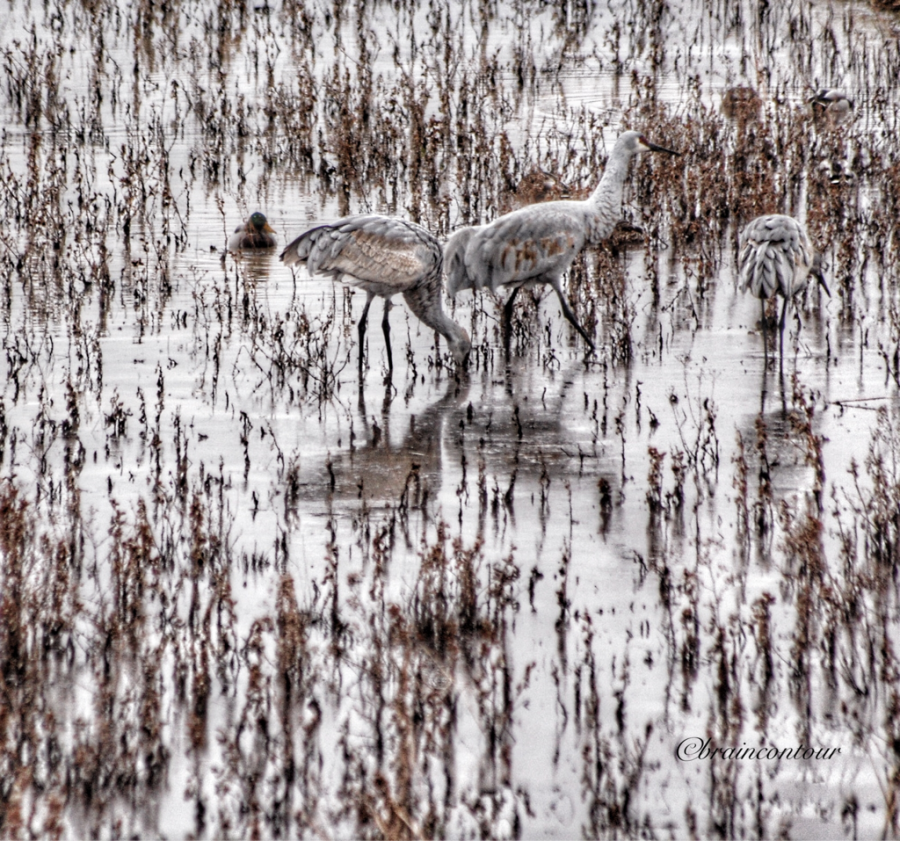 Bosque del Apache National Wildlife Refuge