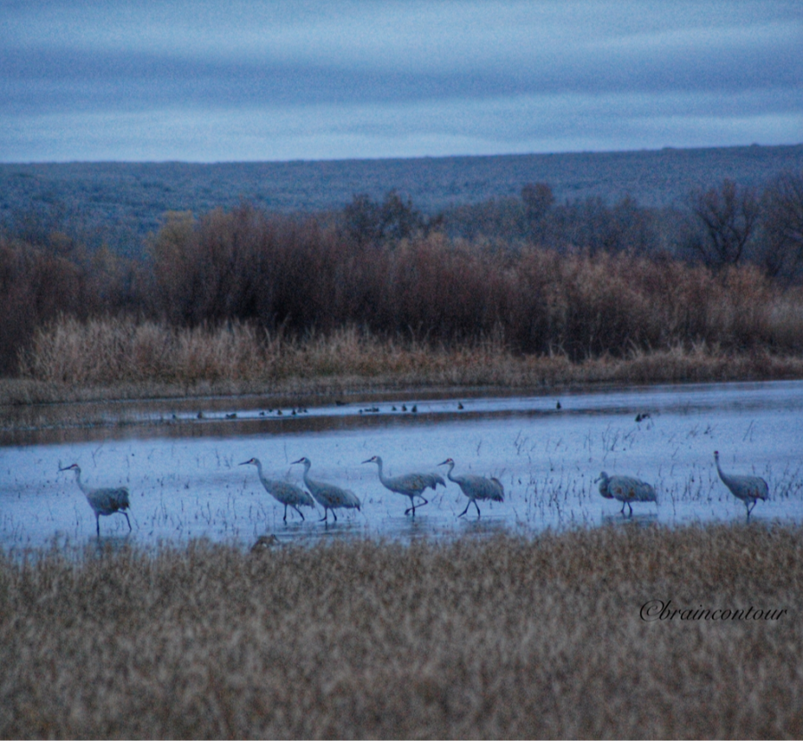 Bosque del Apache National Wildlife Refuge