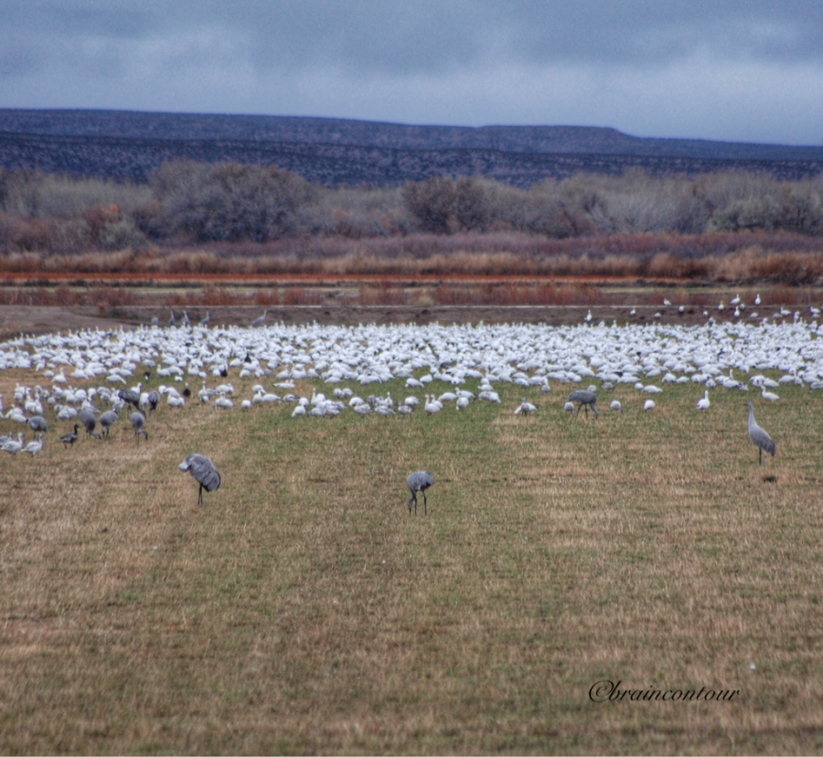 Bosque del Apache National Wildlife Refuge
