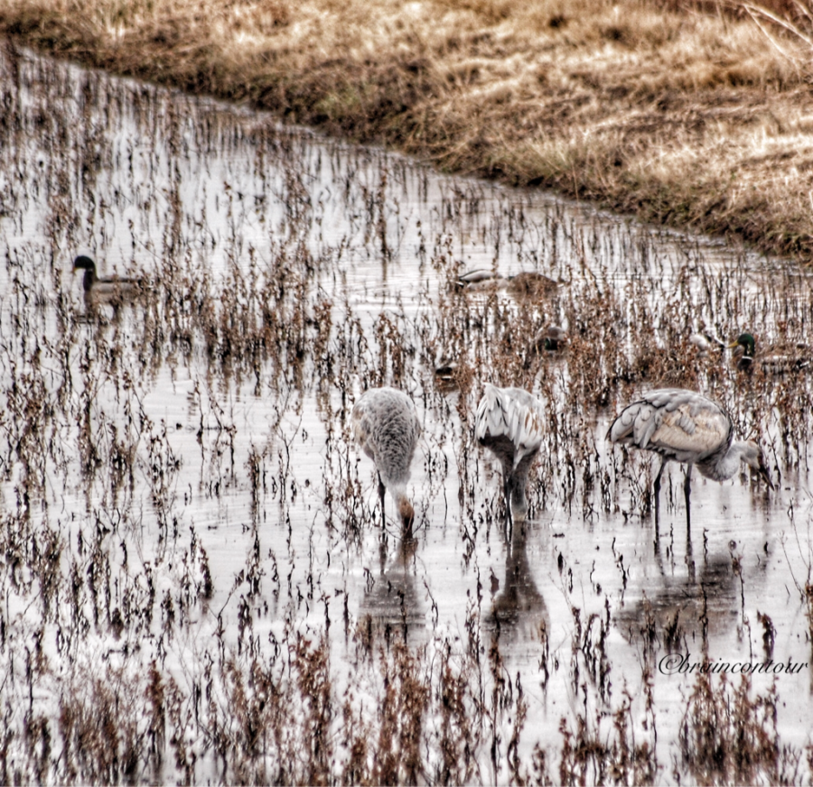 Bosque del Apache National Wildlife Refuge