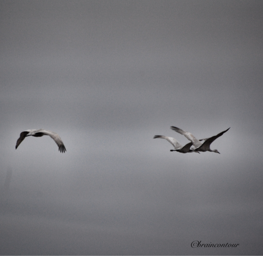 Bosque del Apache National Wildlife Refuge