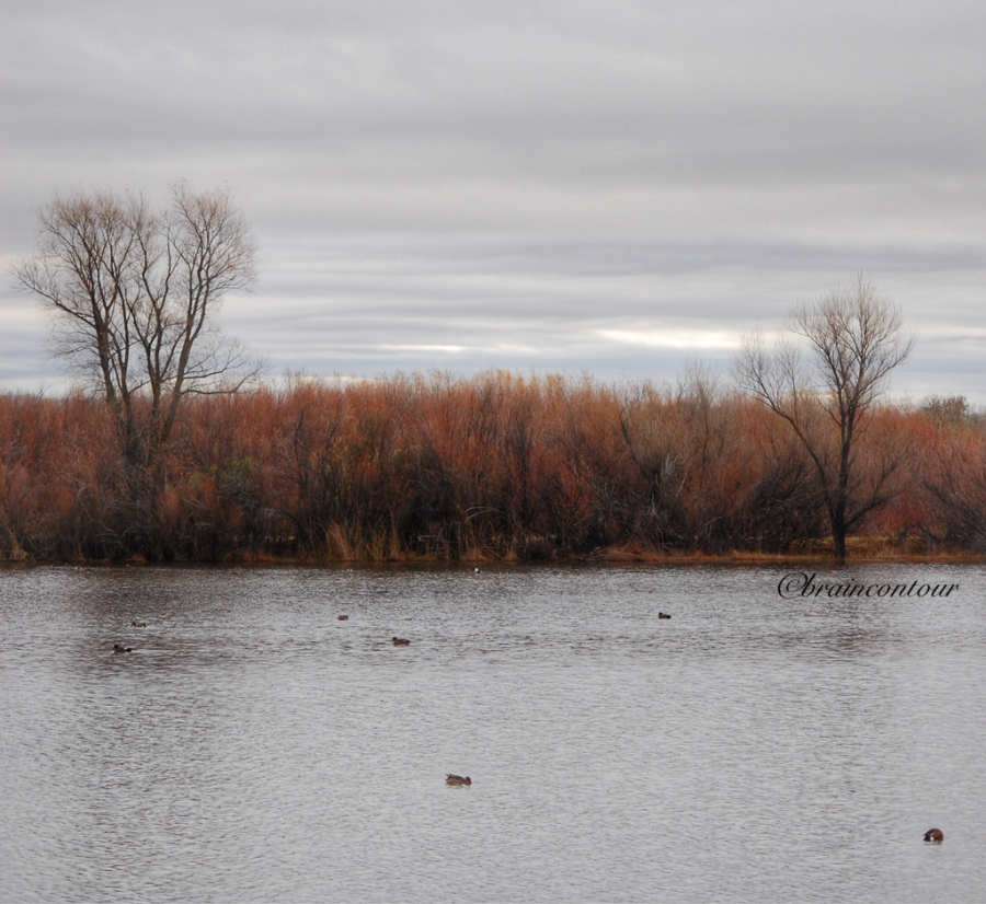 Bosque del Apache National Wildlife Refuge
