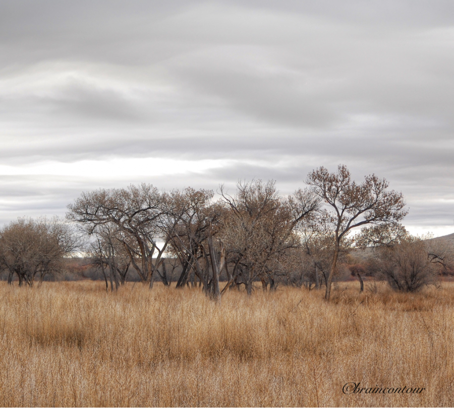 Bosque del Apache National Wildlife Refuge