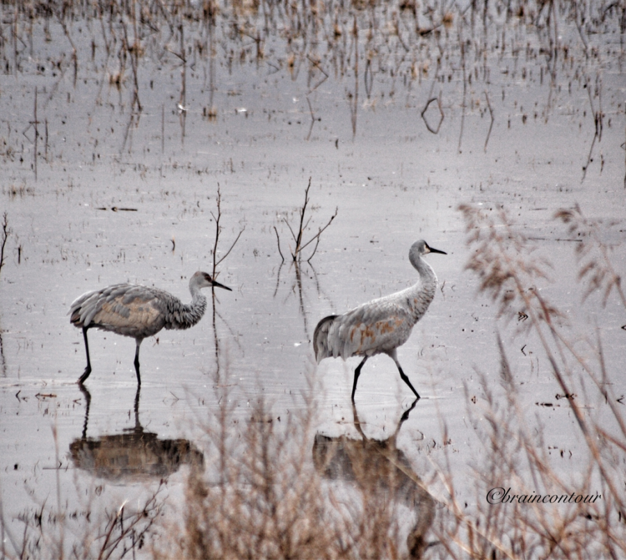 Bosque del Apache National Wildlife Refuge