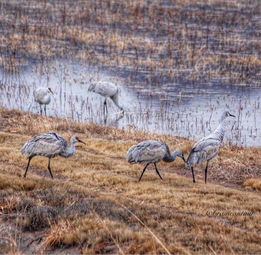 Bosque del Apache National Wildlife Refuge