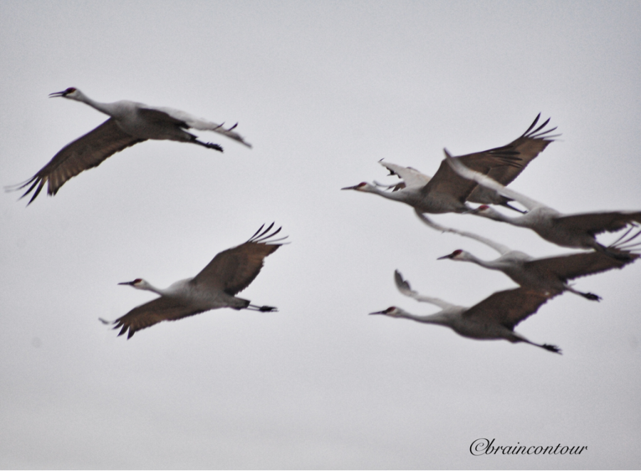 Bosque del Apache National Wildlife Refuge