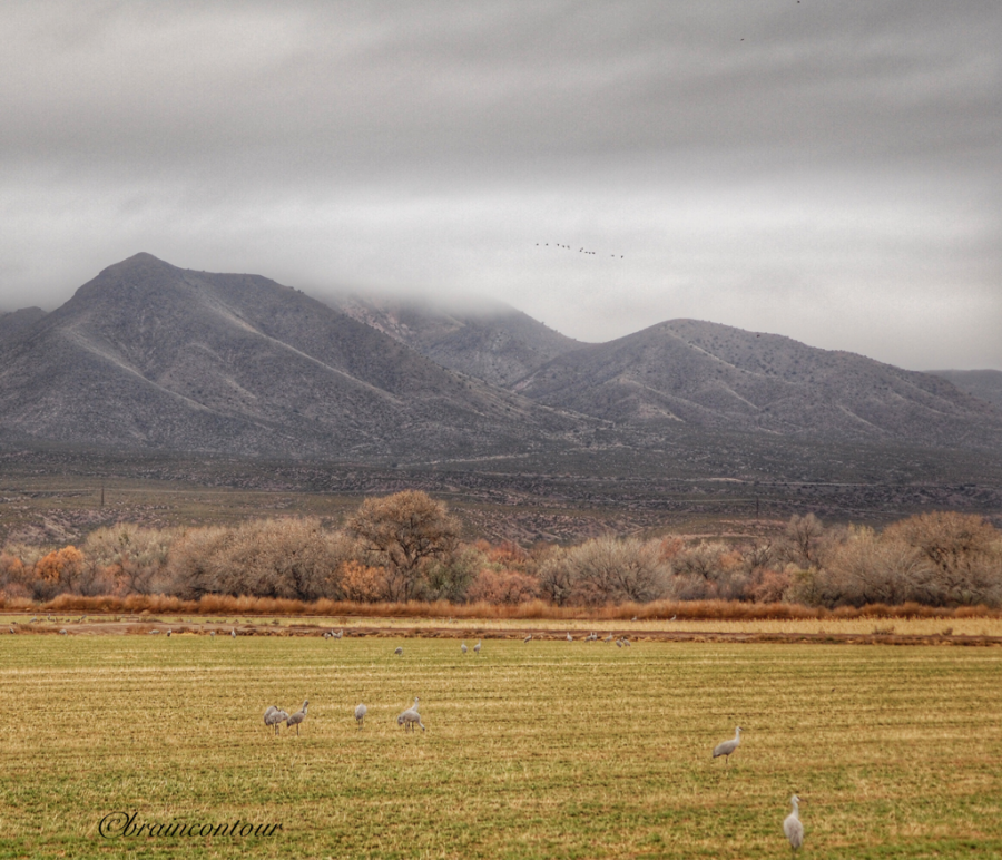 Bosque del Apache National Wildlife Refuge