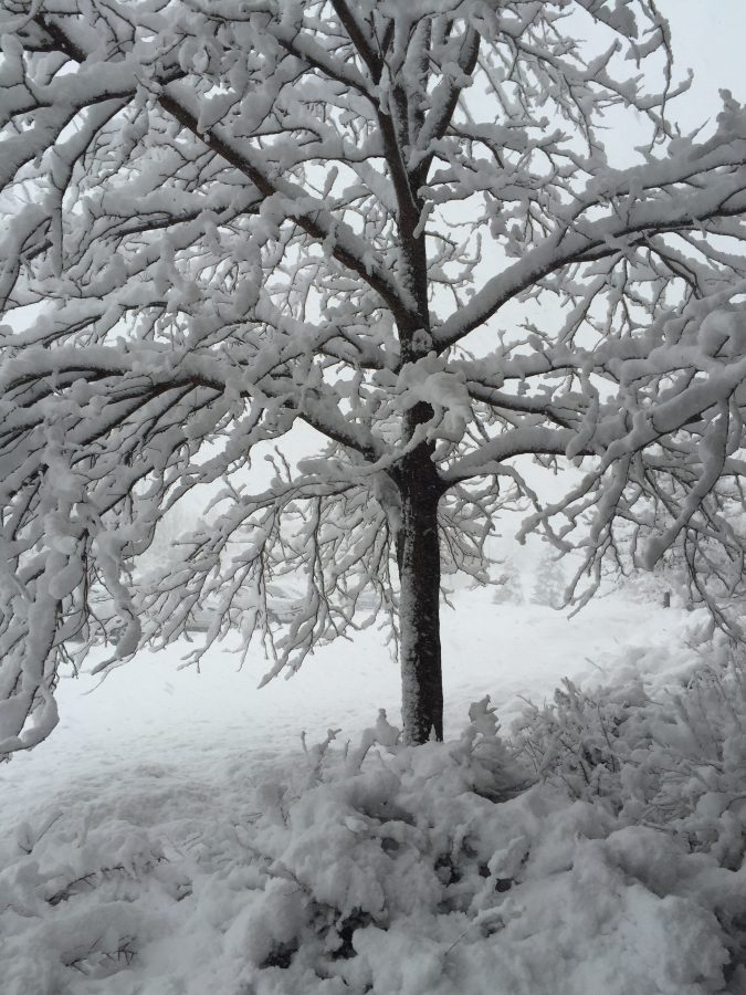 fort collins colorado winter photos