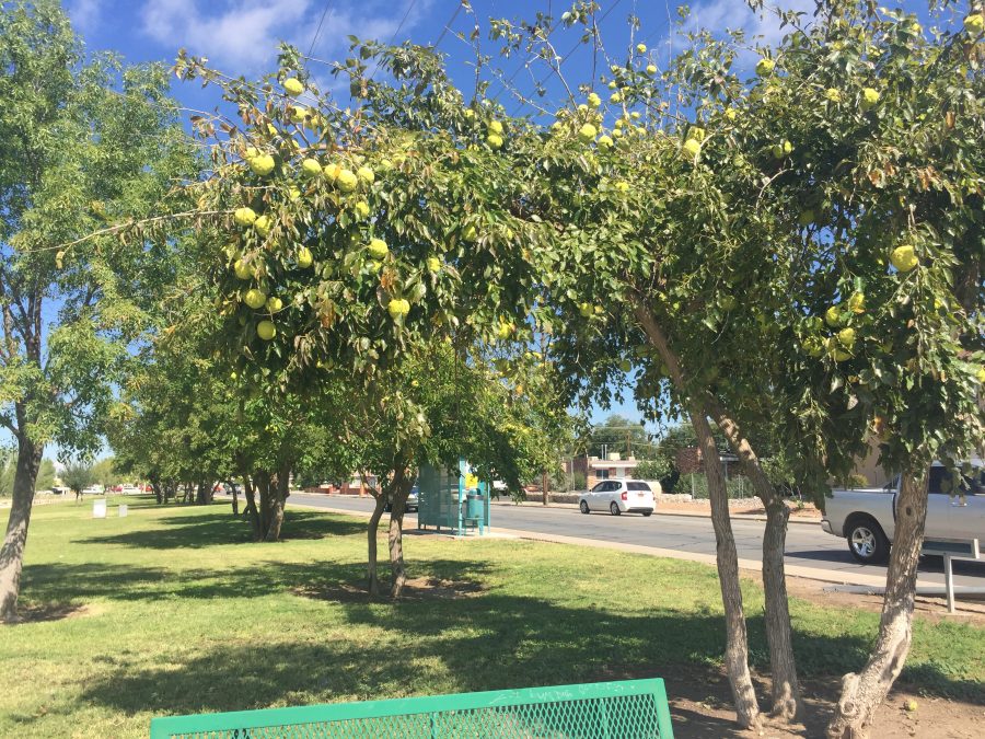 osage_orange_baseball1