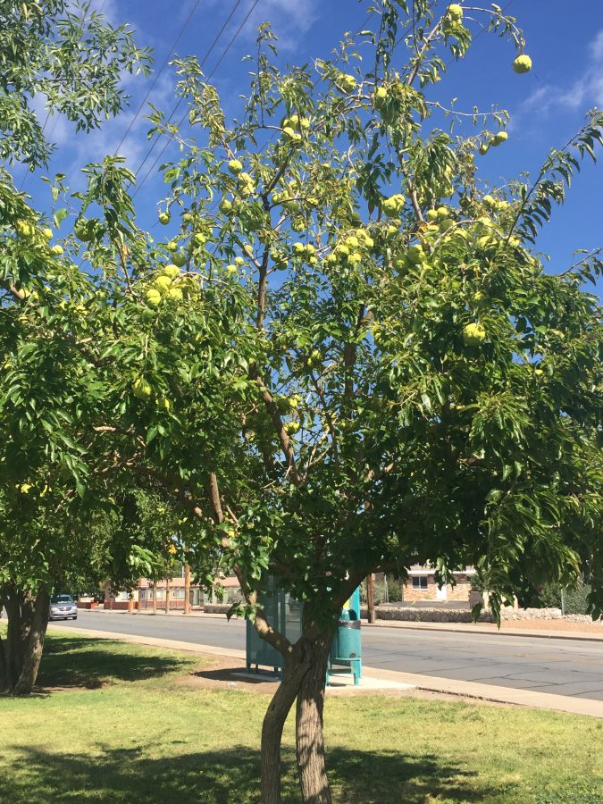 osage_orange_baseball2