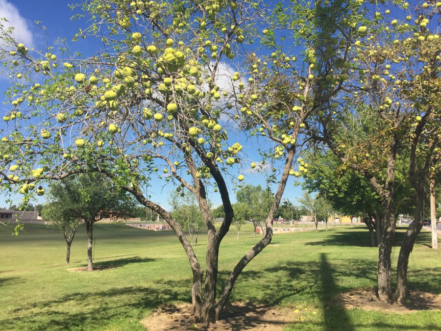 osage_orange_baseball4