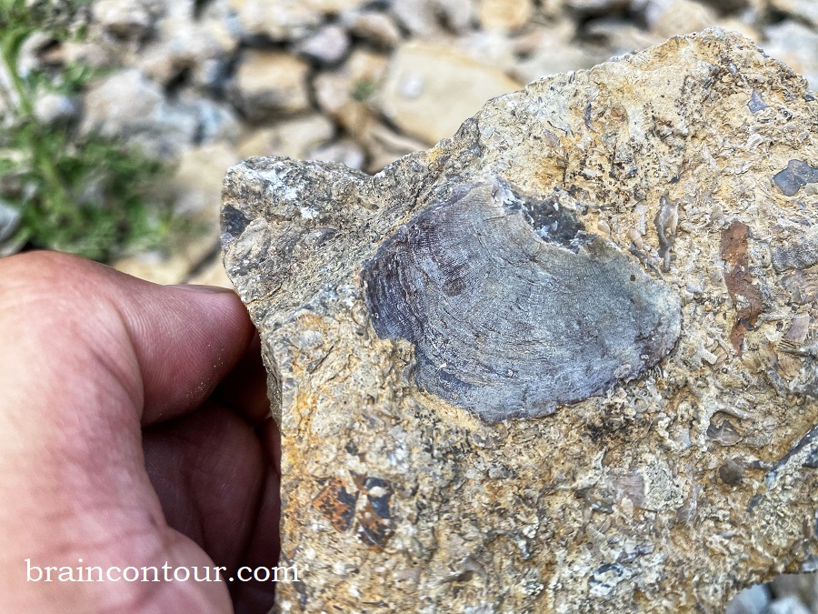 Trammel Fossil Park in Sharonville, Ohio Tips Before You Visit