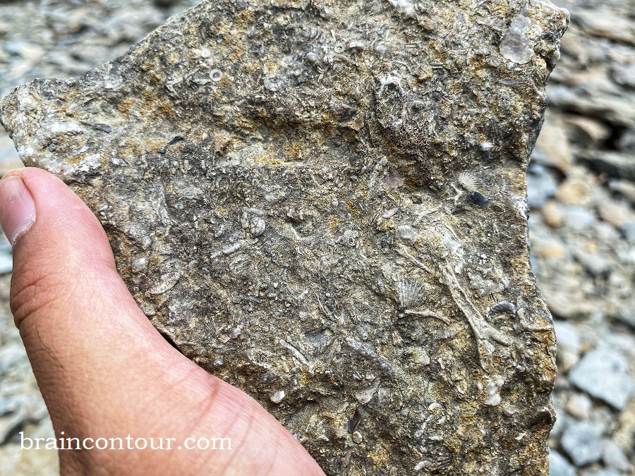 Trammel Fossil Park in Sharonville, Ohio Tips Before You Visit