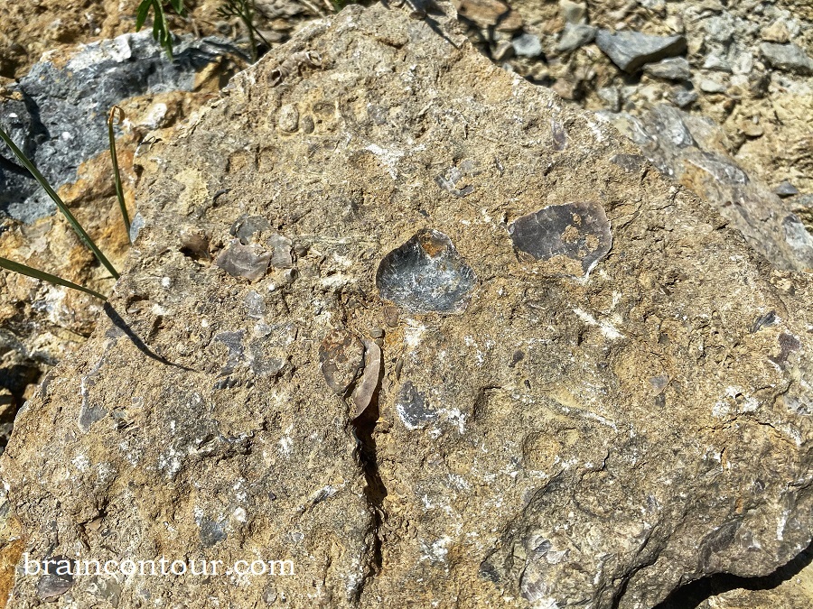 Trammel Fossil Park in Sharonville, Ohio Tips Before You Visit