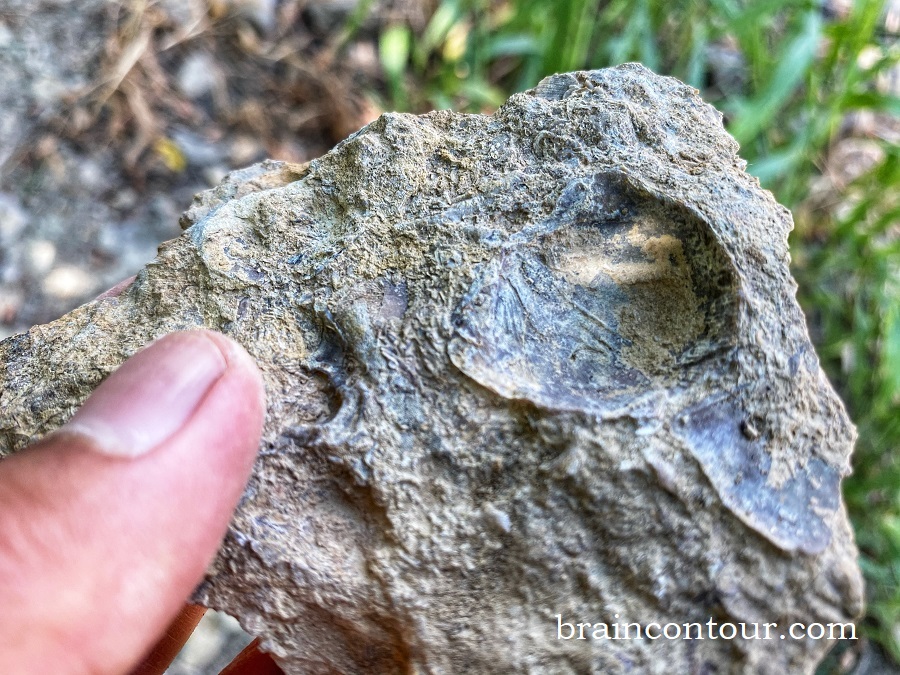 Trammel Fossil Park in Sharonville, Ohio Tips Before You Visit