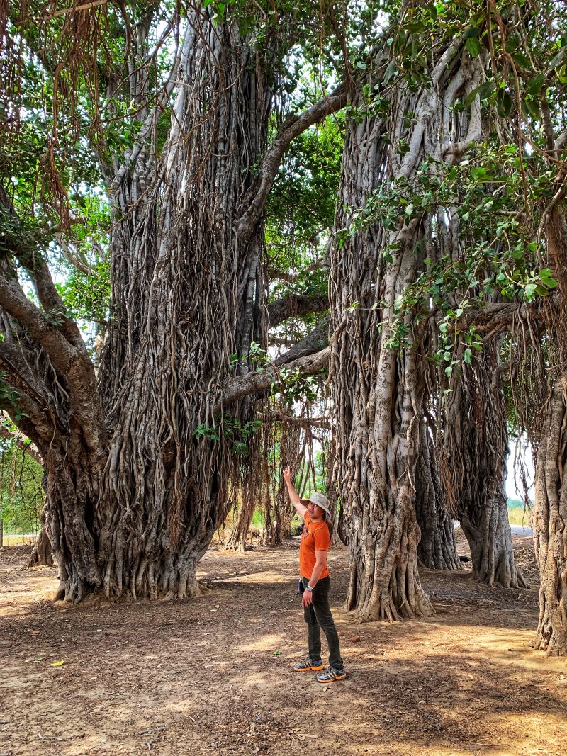Large Banyan Trees in Anand