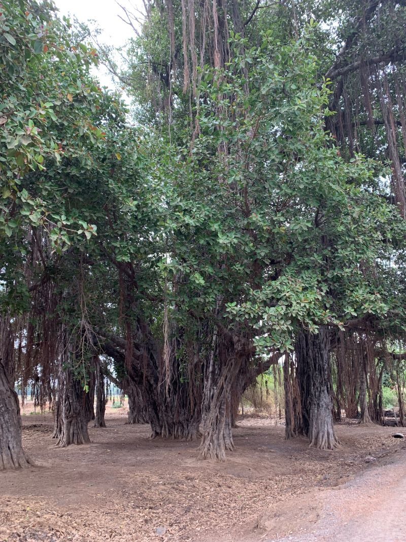 Large Banyan Trees in Anand