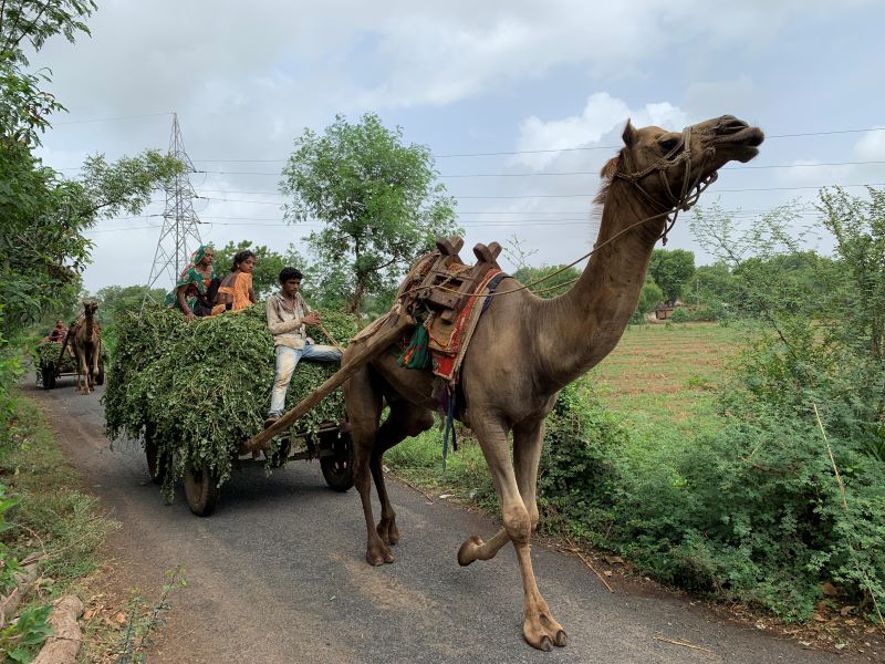 camels in india