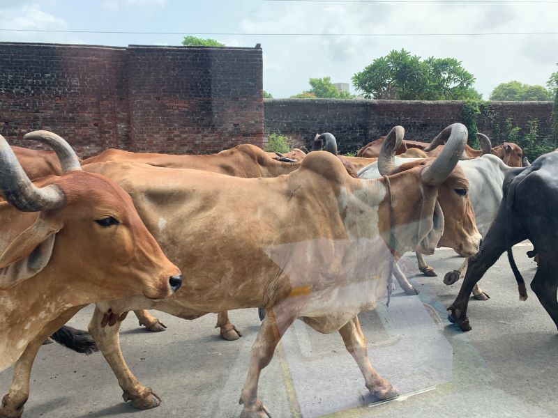 Streets of Rural India