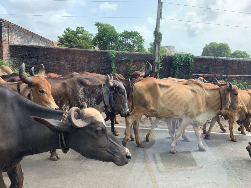 Streets of Rural India