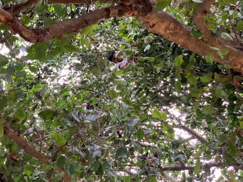 jamun fruit harvesting in india
