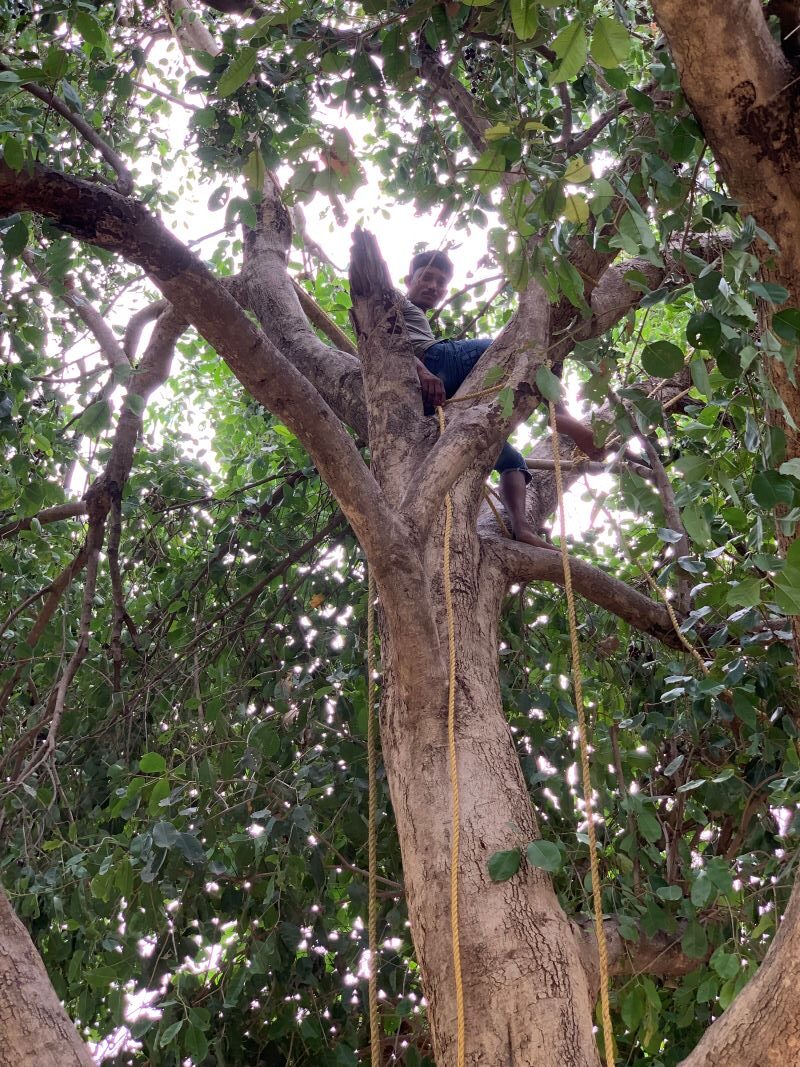 jamun fruit harvesting in india