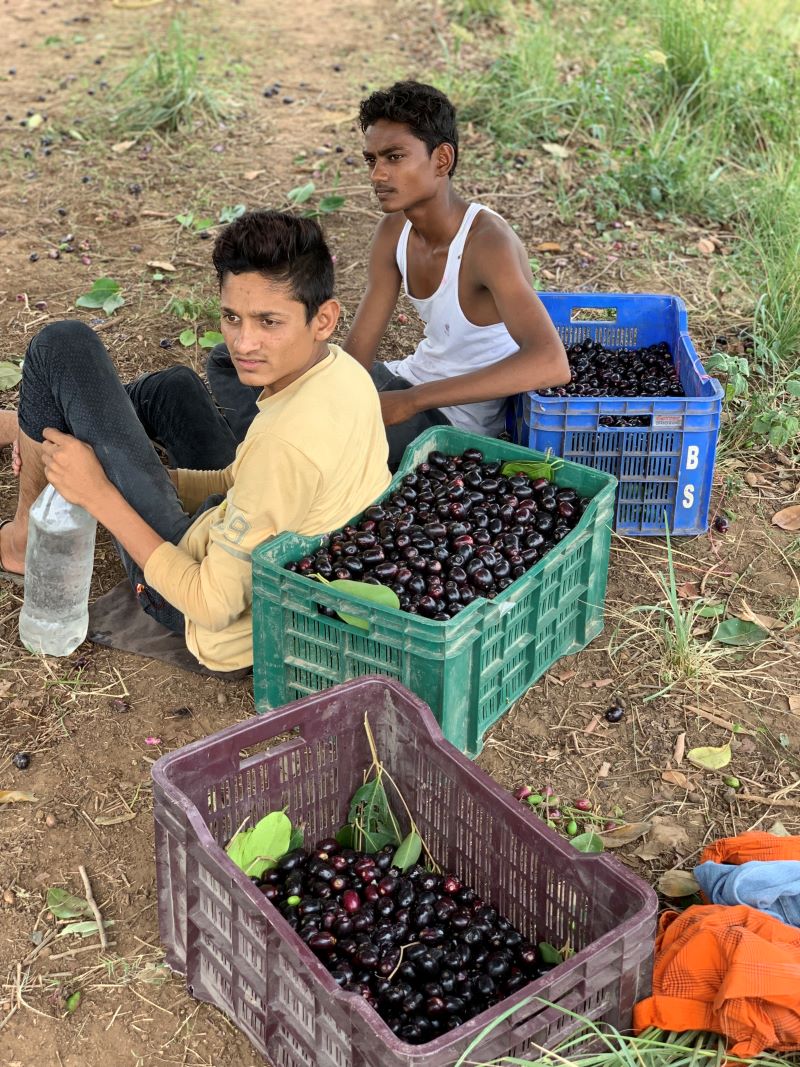jamun fruit harvesting in india