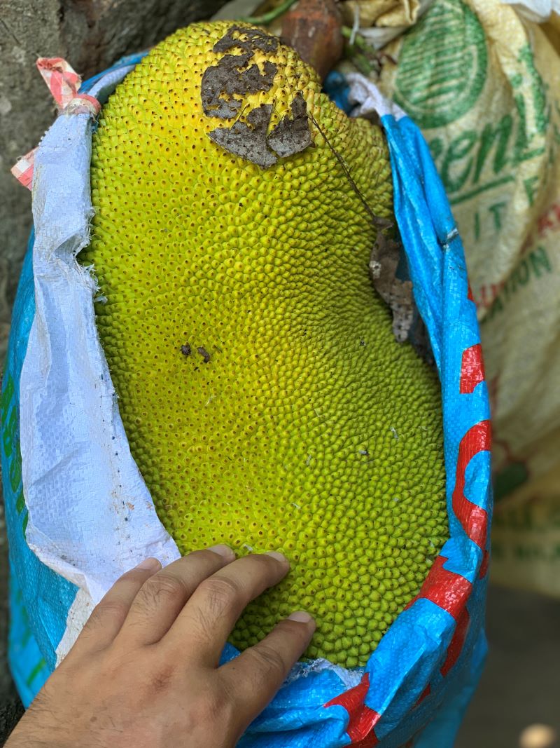 Nangka, Langka