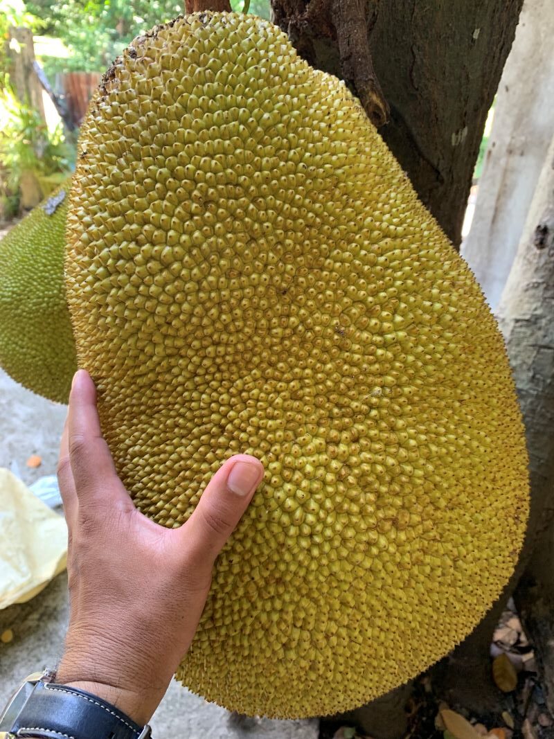 Nangka, Langka